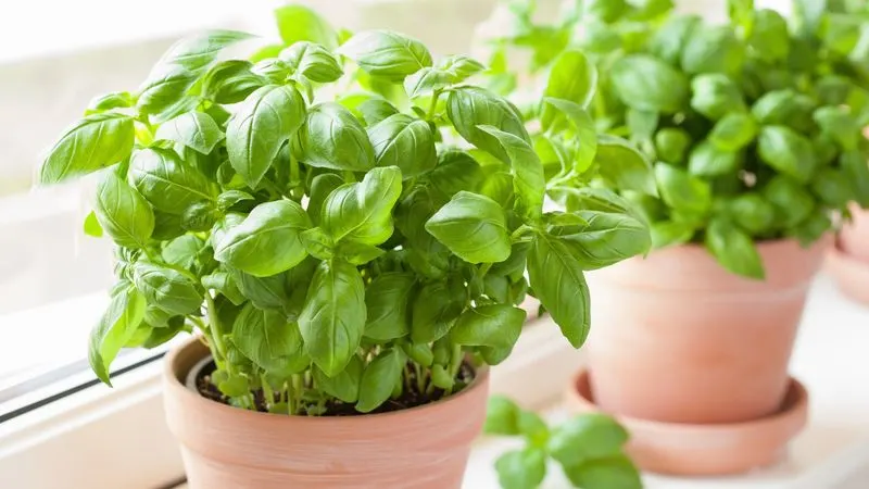 Basil
