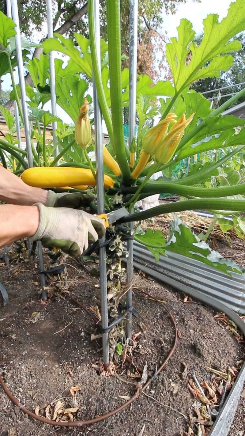 Zucchini