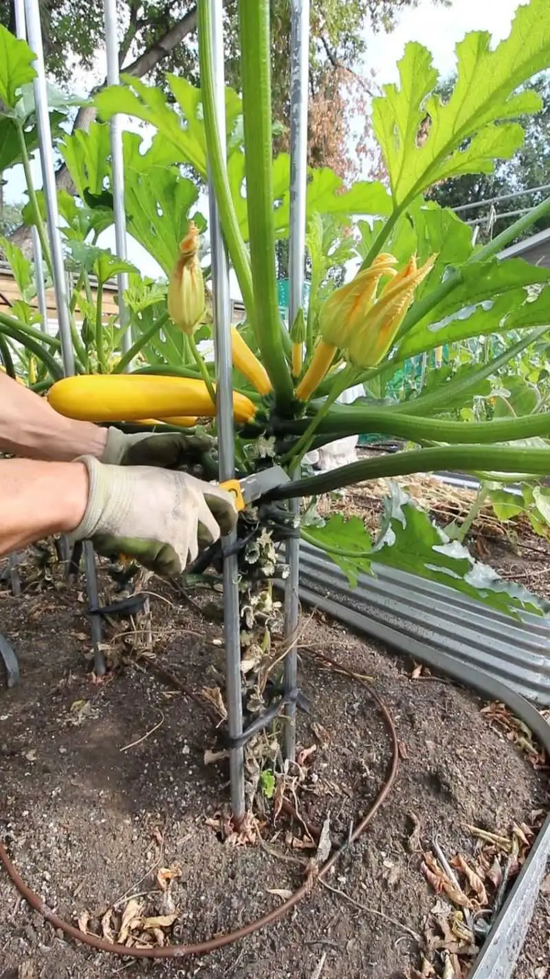 Zucchini
