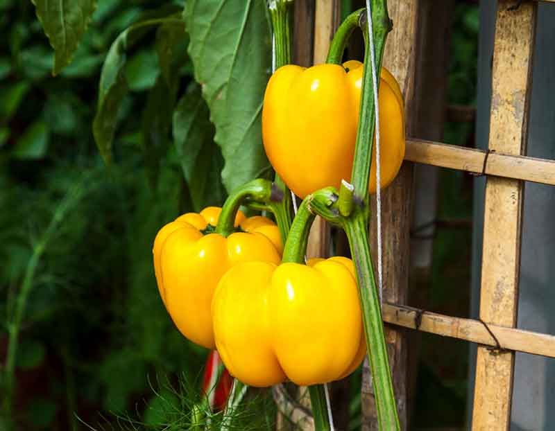 Peppers