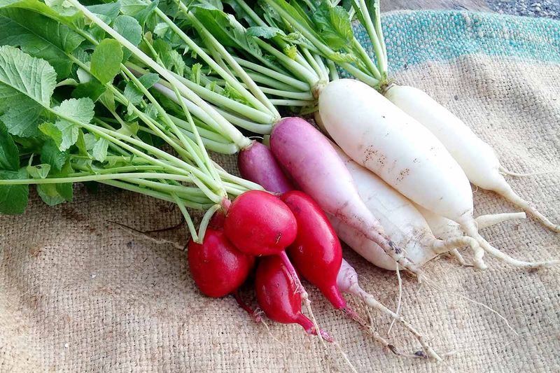 Radishes