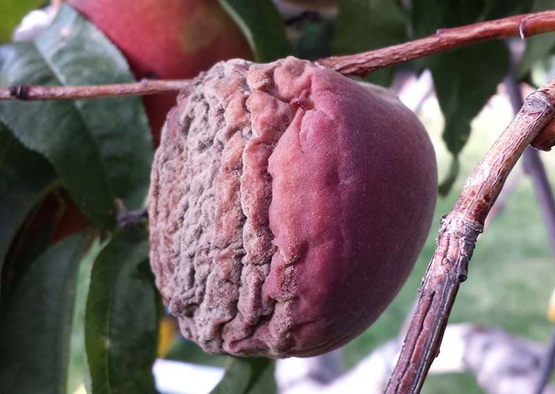 Peaches