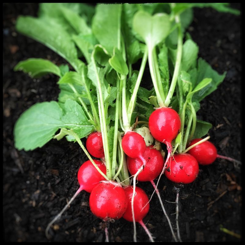 Radishes