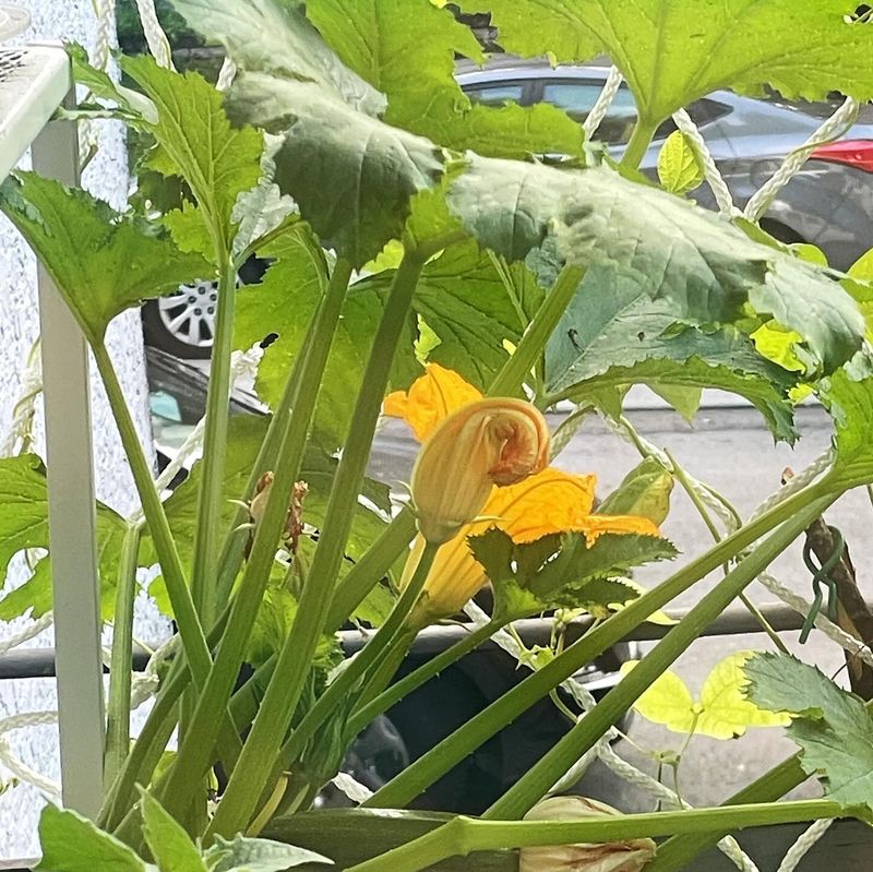 Zucchini