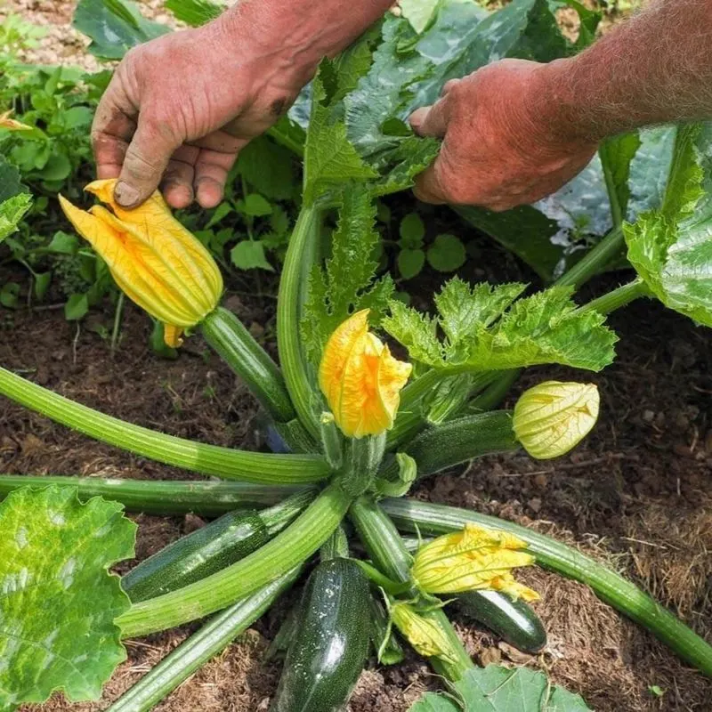 Zucchini
