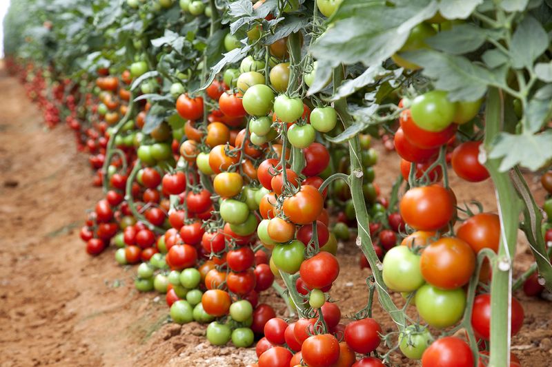 Tomatoes