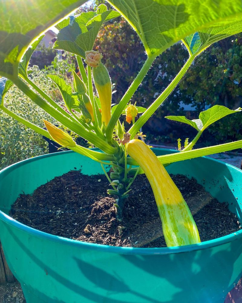 Zucchini