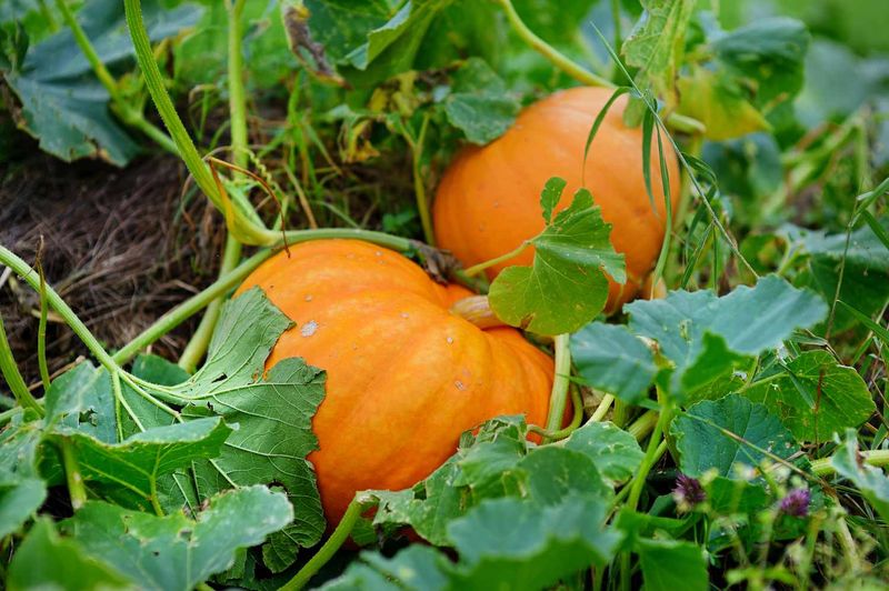 Pumpkins