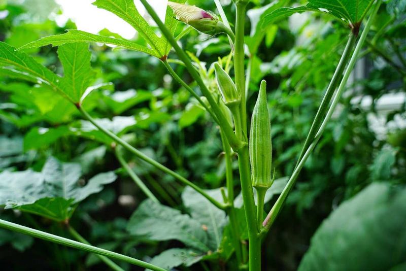 Okra