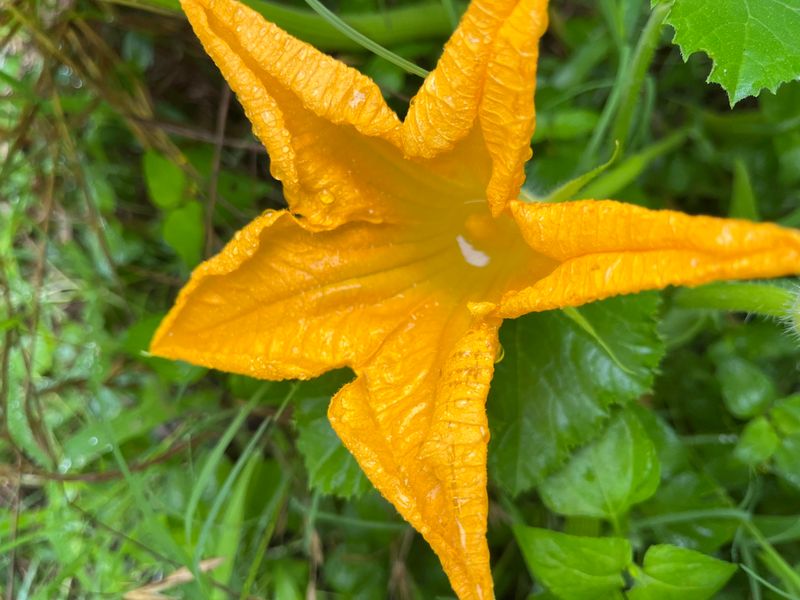 Zucchini Blossoms