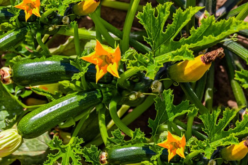 Zucchini and Beans