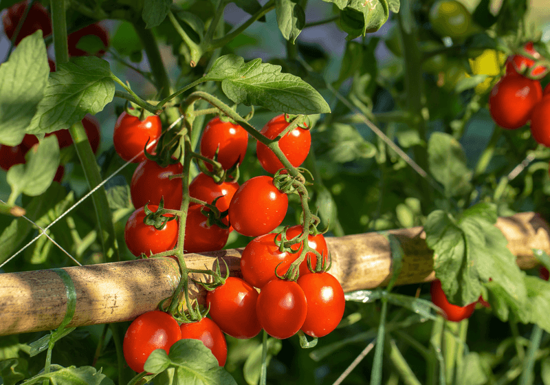 Tomatoes