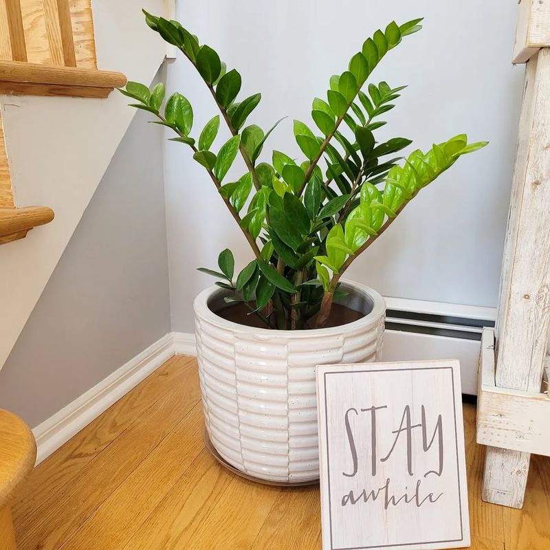 Zz Plant