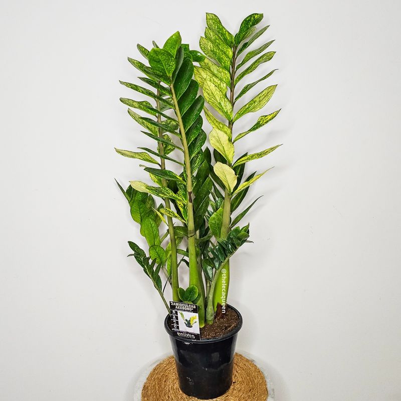 Zz Plant