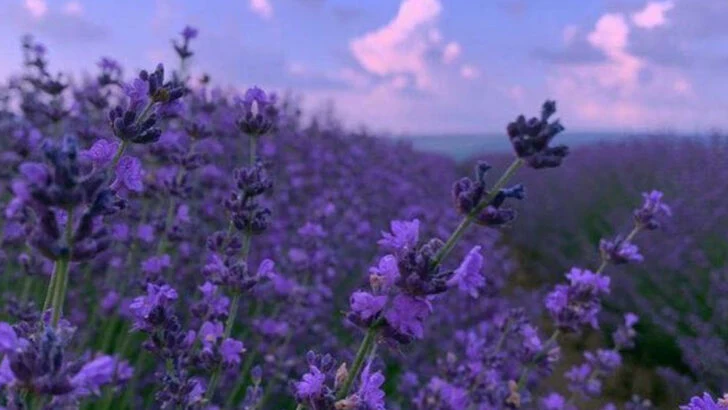 Build a Porch Oasis with these 8 Potted Plants (But Leave These 5 Indoors)