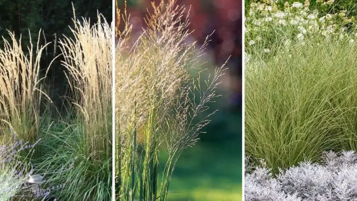 Creating a Minimalist Garden with Grasses and White Accents