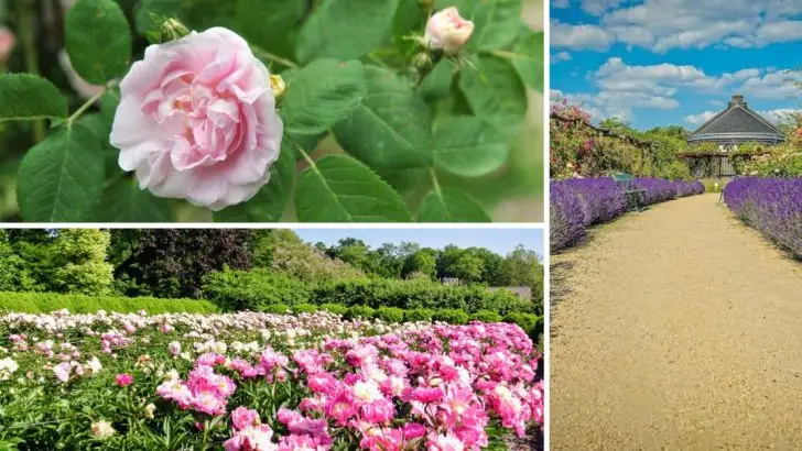 Designing a Romantic Garden with Blush Pinks and Fragrant Herbs