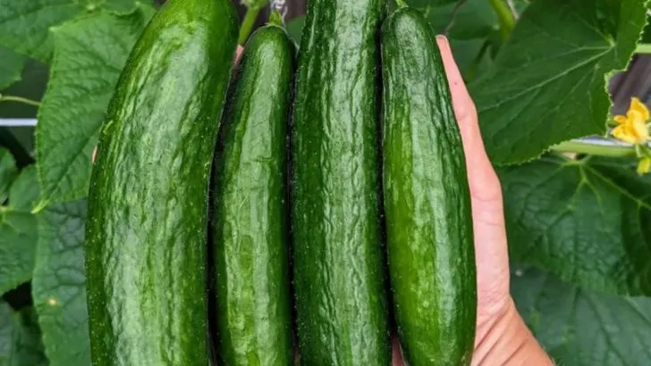 Ditch Straight Rows—12 Vegetables and 6 Herbs That Grow Better Scattered