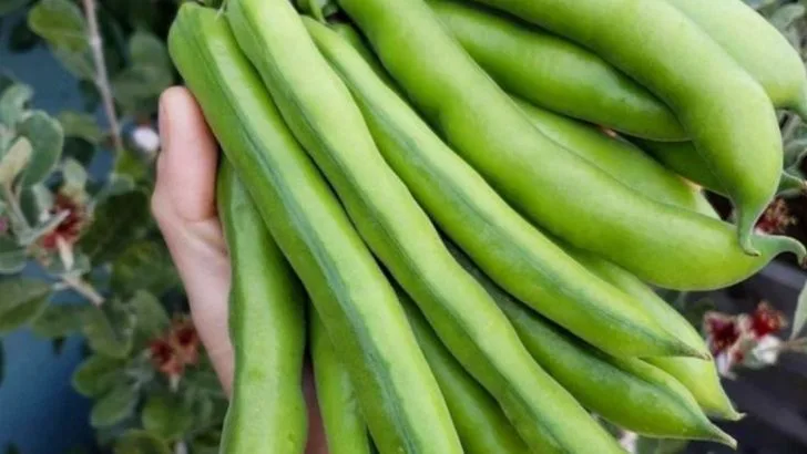 Don’t Add Fertilizer—These 9 Plants Fix Their Own Soil