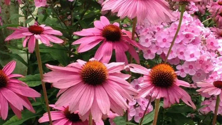 Don’t Fight Poor Soil—16 Plants That Thrive In It