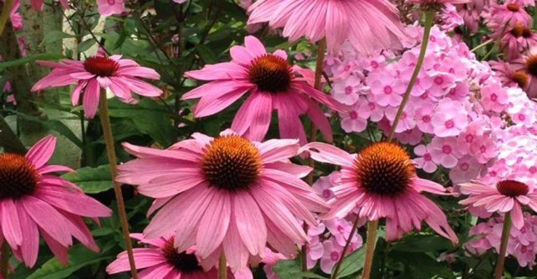 Don’t Fight Poor Soil—16 Plants That Thrive In It