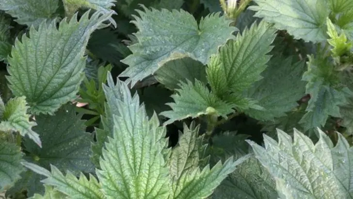 Don’t Pull Those ‘Weeds’—9 Wild Plants You Actually Want