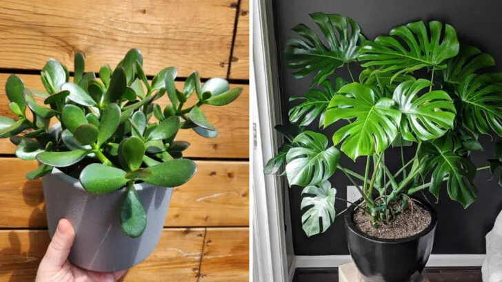 Forget Plastic Decor – These 16 Plants Are the Real Showstoppers