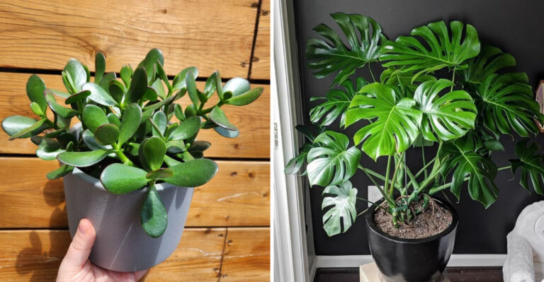 Forget Plastic Decor – These 16 Plants Are the Real Showstoppers