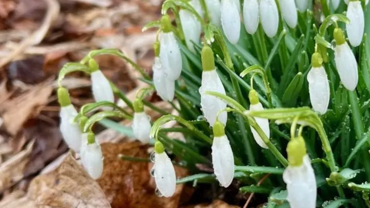 Forget the Calendar—12 Flowers That Grow Best Off-Season