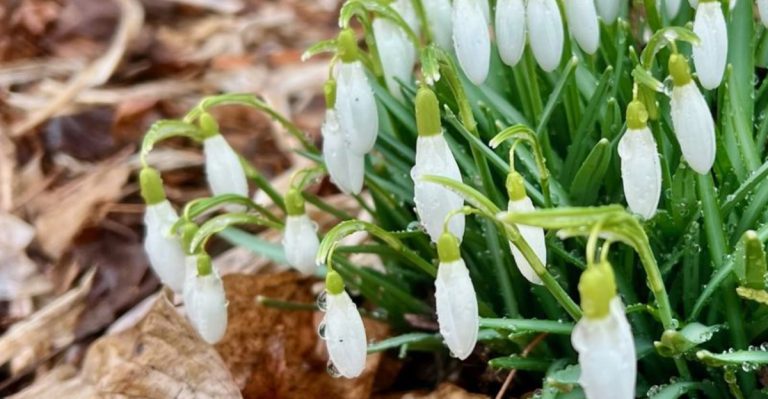 Forget the Calendar—12 Flowers That Grow Best Off-Season