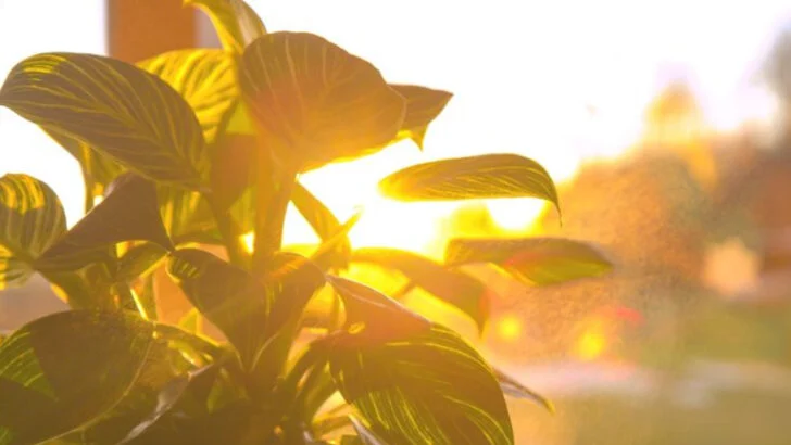 Garden Layout Mistakes That Waste Space (And How to Fix Them with Smart Planting)