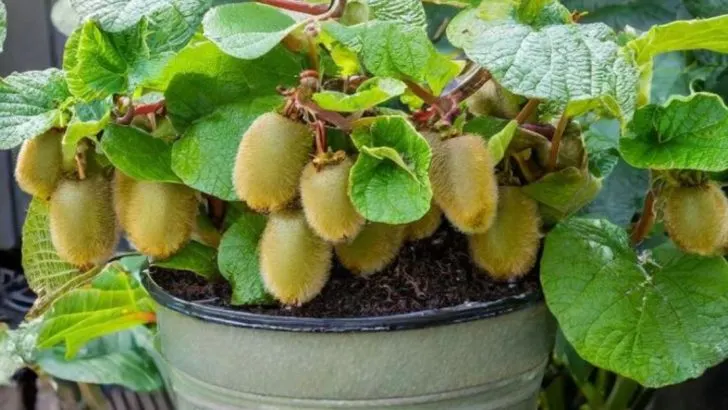 Growing Exotic Fruits at Home: What You Need to Know