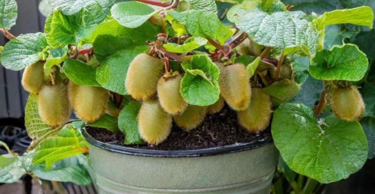 Growing Exotic Fruits at Home: What You Need to Know