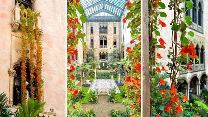 How Cascades of Orange Nasturtium Vines Are Transforming Boston’s Views