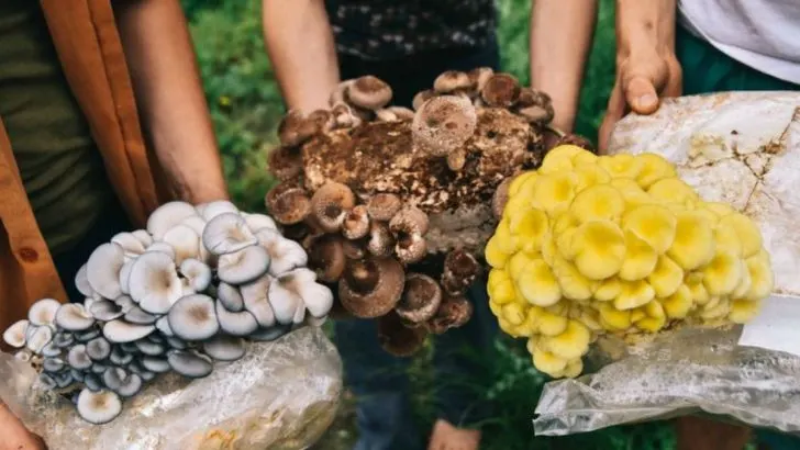 How Fungi Networks Improve Fruit Yield—And How to Support Them