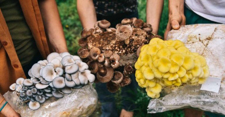 How Fungi Networks Improve Fruit Yield—And How to Support Them