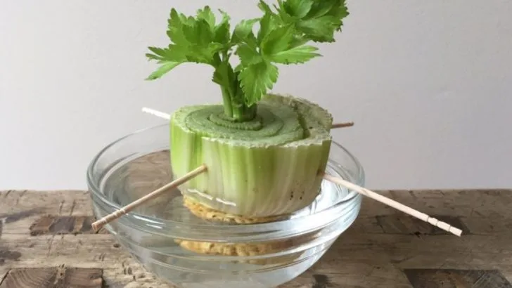 How I Created a No-Waste Garden Using Plant Scraps