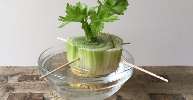 How I Created a No-Waste Garden Using Plant Scraps