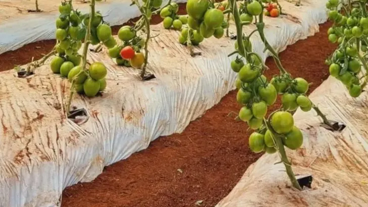 How I Designed a Self-Sustaining Garden With Zero Irrigation