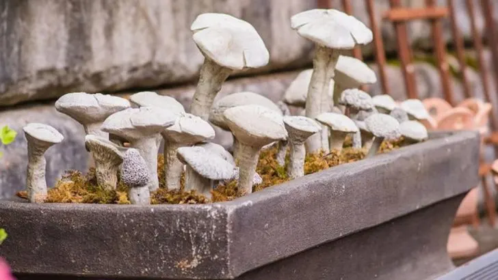 How I Learned to Read Mushrooms in My Garden—and What They Told Me