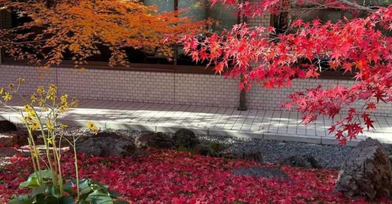 How I Learned to Read My Garden by Watching Just One Leaf