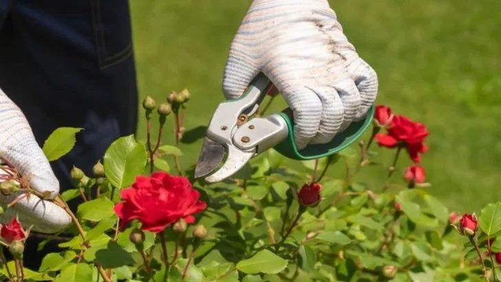 How I Stopped Over-Pruning My Roses—and Got More Blooms
