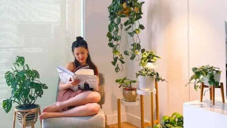 How I Trained My Houseplants to Thrive on Less Light