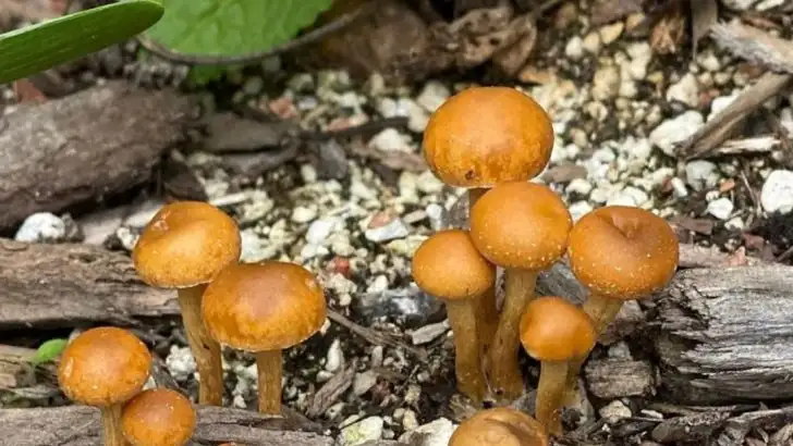 How Mushrooms Can Transform Your Garden Soil Naturally