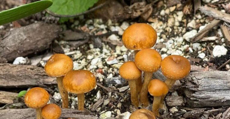 How Mushrooms Can Transform Your Garden Soil Naturally