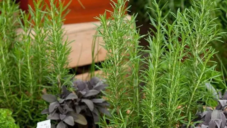 How One Forgotten Herb Took Over (And Made the Garden Better)