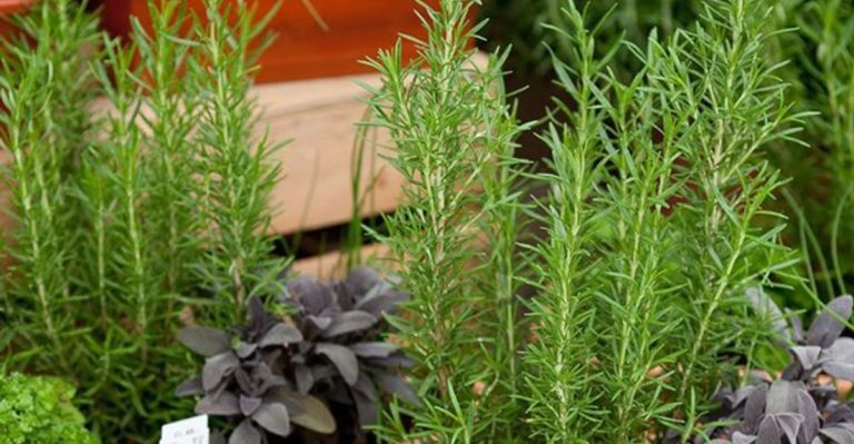 How One Forgotten Herb Took Over (And Made the Garden Better)