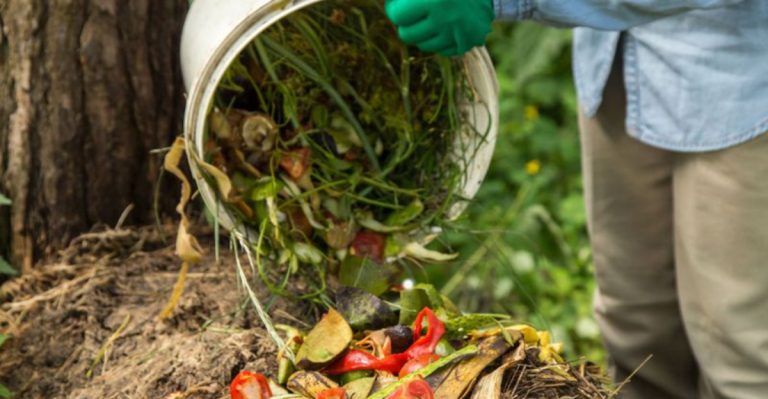How to Build a Fungi-Friendly Compost Pile