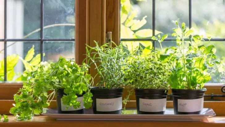 How to Create a Mini Herb Garden in Your Kitchen Window