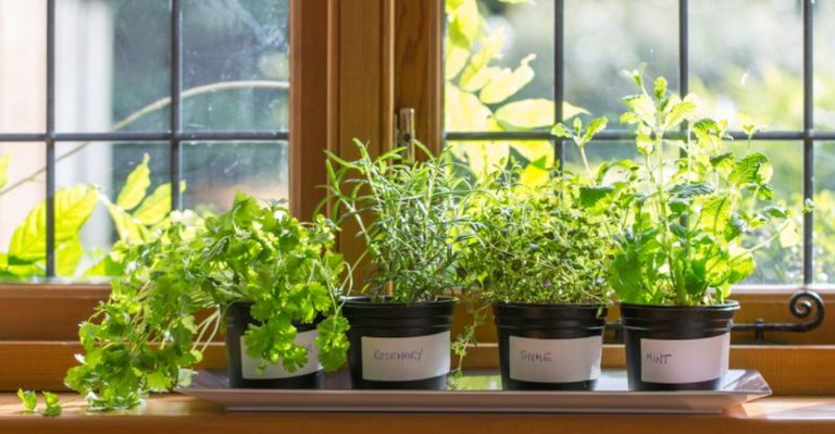 How to Create a Mini Herb Garden in Your Kitchen Window